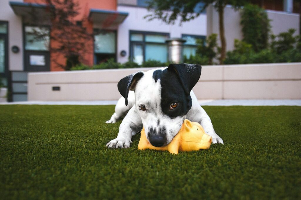 Natural Rubber Chew Toy for Puppies