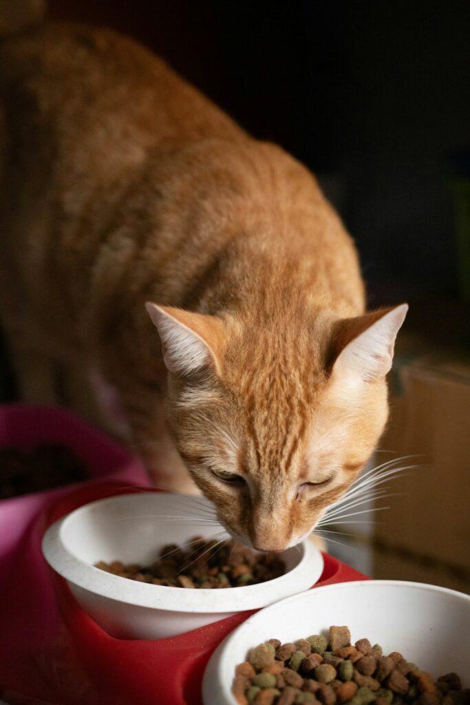 Grain-Free Kitten Formula Food